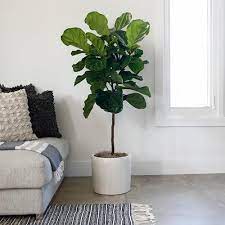 Ficus Lyrata Standard Fiddle Leaf Fig Large Corner Plant Fiddle Leaf Fig Ficus Lyrata