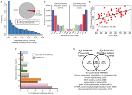 Indicate, using the letters provided, where each muscle group is on the diagram. Discovery Proteomics In Aging Human Skeletal Muscle Finds Change In Spliceosome Immunity Proteostasis And Mitochondria Elife