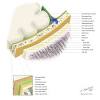 In hair restoration, acell is combined with prp (platelet rich plasma) and injected into the scalp with effective for both male and female pattern hair loss, acell + prp has also regrown hair in alopecia. 1