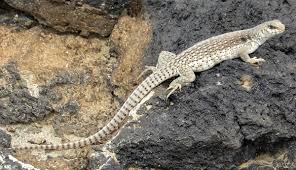 Desert Iguana Wikipedia