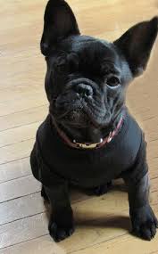 Black White And Brown French Bulldog Pin By Luisito Quinones On Matsu White French Bulldog Puppies French Bulldog Breeders French Bulldog Wallpaper