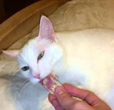 In cats with the disorder, proteins, starches and fats from the diet aren't broken down sufficiently to be absorbed through the intestinal wall. My Cat Threw Up Water
