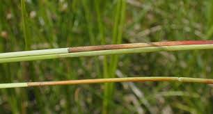 Image result for Eleocharis retroflexa