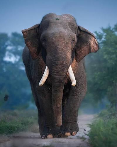 Tusker Kawanthissa is one of the most renowned wild elephants in Sri Lanka,  known for his massive size and striking tusks. Kawanthissa stands out as a  symbol of Sri Lanka's rich wildlife