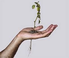 صور وردة تنمو في كف يد فنان إسباني Blog Posts Blog Hands