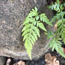 Image result for Asplenium adiantum-nigrum