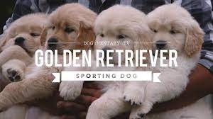 We are a small home and have only 9 labrador retriever puppies for sale,. Top Quality Golden Retriever Vizsla Breeder Golden Meadows