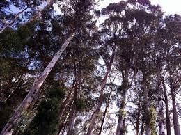 Tree resource enhancement and engagement grants. Fema Pulls Funding For Tree Clearing In Berkeley Hills