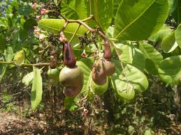 Image result for Anacardium occidentale