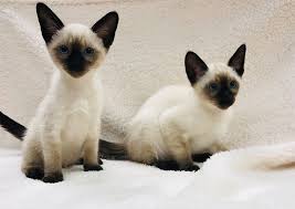 Family medical clinic inc is a medical group practice located in niles, oh that specializes in internal medicine. Austintown Veterinary Clinic Youngstown Veterinarians