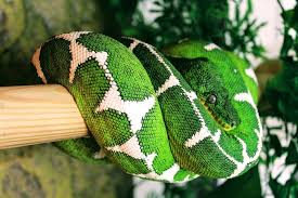 The Recipe For Success Breeding Amazon Basin Emerald Tree Boas Plants And Animals