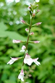Image result for Fuirena leptostachya