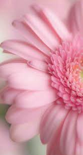Flower Flower Wallpaper Flower Backgrounds Beautiful Flowers