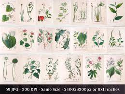 Image result for Platostoma africanum