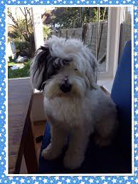 musky our tibetan terrier