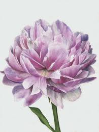 We did not find results for: Peony Flower Watercolour Botanical Illustration Artist Marialena Sarris C 14 7 2017 Marialena Sarris Marialena Sarrh