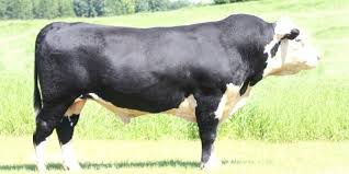 Black Hereford Cows Animals Cattle Hereford Cows