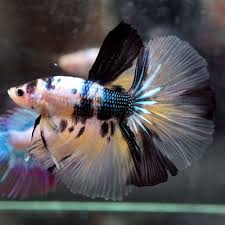 Live Betta Fish Fancy Yellow Koi Blue Galaxy Halfmoon Hm Male 225 Betta Fish Betta Koi