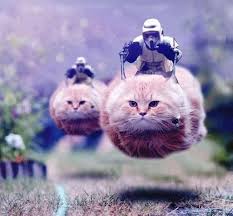 Best Thing I Ve Ever Seen Star Wars Memes Funny Animals Star Wars Humor