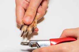 See full list on wikihow.com Clip Dogs Nails Www Macj Com Br