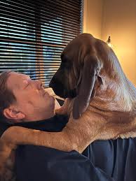 Will my giant puppy become an 80lb dog?