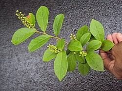 Image result for Antidesma