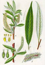 Maybe you would like to learn more about one of these? Richard Whelan Medical Herbalist Willow