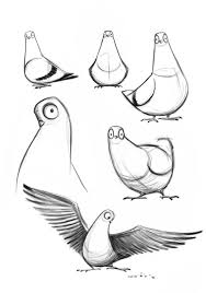 Drawing Pigeon Simple Google Searchpigeon Drawing Simple Google Search Cartoon Drawings Animal Drawings Bird Drawings