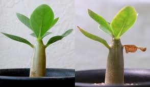 植物日誌