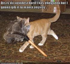 What snours is mine funnycat memes xyz and whats mine is mine. Lolcats Clean Lol At Funny Cat Memes Funny Cat Pictures With Words On Them Lol Cat Memes Funny Cats Funny Cat Pictures With Words On