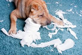 (sollte pipi in textilien gelandet sein, empfehle ich dir bactodes clean classic*. Der Hund Pinkelt Auf Den Teppich Wer Zahlt Mydog365 Magazin