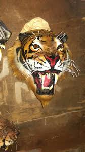 Galeri gambar bunga matahari terlengkap. Kepala Macan Topeng Macan Kostum Macan Barongan Devil Shopee Indonesia