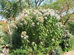 Image result for Vernonia myriantha