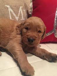 Golden heart retrievers is located in central il, and our goal is to provide you the perfect canine companion, raised in a loving family environment. Golden Retriever Puppy For Sale In Louisville Oh Adn 22356 On Puppyfinder Com Gender Mal Golden Retriever Golden Retriever Puppy Dark Golden Retriever Puppy