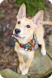 Maybe you would like to learn more about one of these? Raleigh Nc Basenji Meet Tonks A Pet For Adoption
