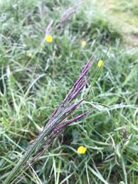 Image result for Bothriochloa radicans
