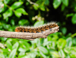 Se nourrissant d'aiguilles de pins ou de il est difficile de se débarrasser définitivement des chenilles processionnaires sur les pins, car les papillons mâles sont très mobiles et peuvent. Chenille Processionnaire La Reconnaitre Pour Bien Traiter