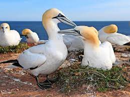 Die steilküste und die klippen von helgoland, Plastik Wird Zur Todlichen Gefahr Fur Vogel Auf Helgoland