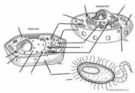 (list each organelle below and the color you used above). Interactive Notebook Cell Organelle Coloring Cell Comparison Activity Cell Organelles Biology Lessons Organelles