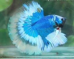 Male Super Butterfly Giant Halfmoon Betta Quality Aaa Thai Import Halfmoon Betta Betta Betta Fish
