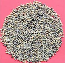 Image result for Cyamopsis serrata