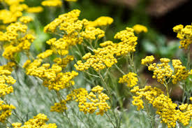 Image result for Helichrysum aureum