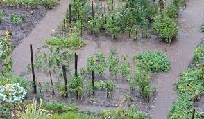 Check spelling or type a new query. Protect Your Vegetable Garden From Heavy Rains Gardening Tips And Tricks