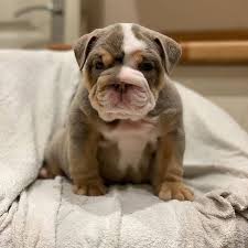 English Bulldog Puppies English Bulldog Puppies Near Me Facebook