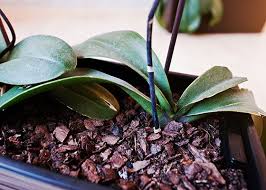 Check spelling or type a new query. Pin On Garden