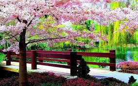 Beautiful Spring Desktop Wallpapers Top Free Beautiful Spring Desktop Backgrounds Wallpaperaccess Free download spring flowers backgrounds hd for windows. beautiful spring desktop wallpapers
