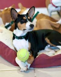 The coat is short, shiny and fine and comes in pure black, copper, red, chestnut red, or tricolor in. Gorgeous Spark Ehow Com Basenji Dogs Animal Tails My Animal