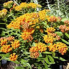 Butterfly garden ideas and gardening tips to attract monarchs, swallowtails, hummingbirds, and 3. Butterfly Milkweed Orange Summer Flowers Attract Butterflies Live Perennial For Full Sun Dry Soil In A 1 Gallon Pot Usda Plant Zones 4 5 6 7 8 9 Walmart Com Walmart Com