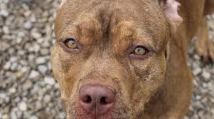 The teeth should form a scissors bite. Red Nose Pit Bull Facts Puppy Prices Temperament Breed Restrictions