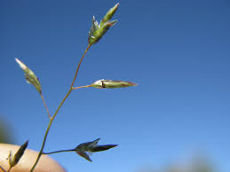 Image result for Eragrostis aspera